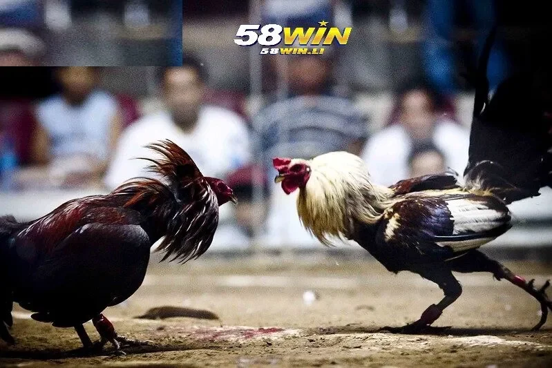 Đá Gà truyền thống Việt Nam